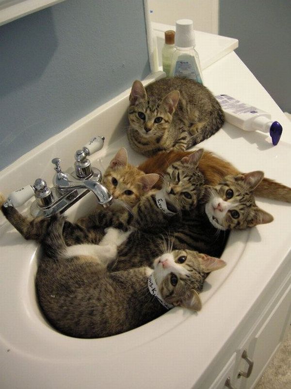 cats-in-bathroom-sink.jpg