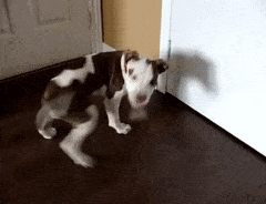 dog chasing tail.gif
