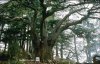 cedar_of_lebanon_1500_year_old_cedar_tree.jpg