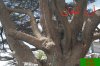 cedar_of_lebanon_millenary_tree_1.jpg
