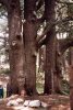 cedar_of_lebanon_old_cedar_tree.jpg