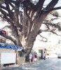 cedar_of_lebanon_old_cedar_tree_in_bcherri_grove_3.jpg