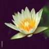 White-Lotus
